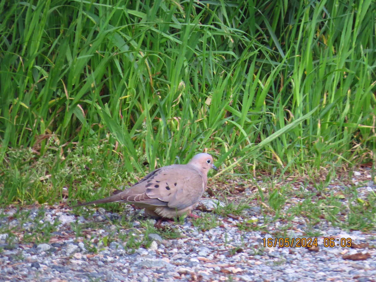 Mourning Dove - ML619128123