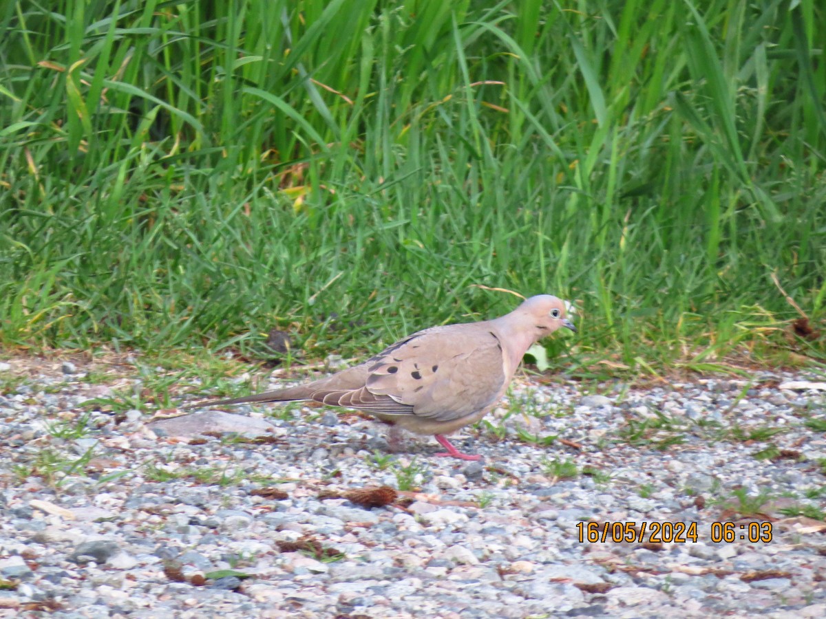 Mourning Dove - ML619128124