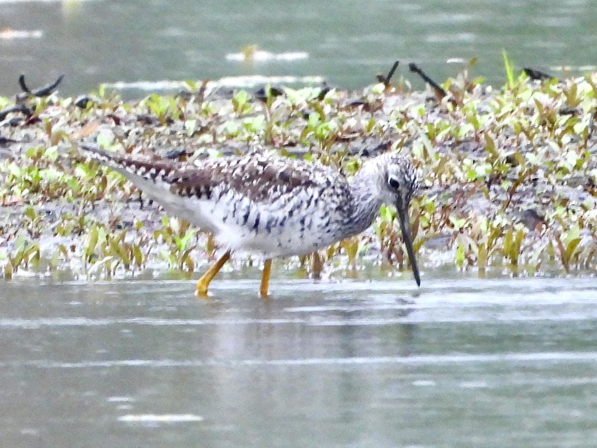 Greater Yellowlegs - Robin M