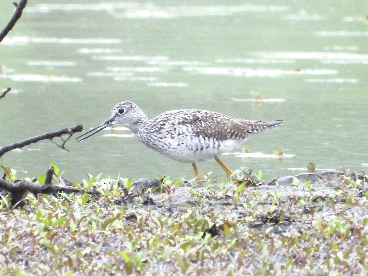 Greater Yellowlegs - Robin M