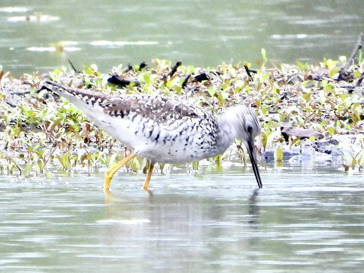 Greater Yellowlegs - Robin M