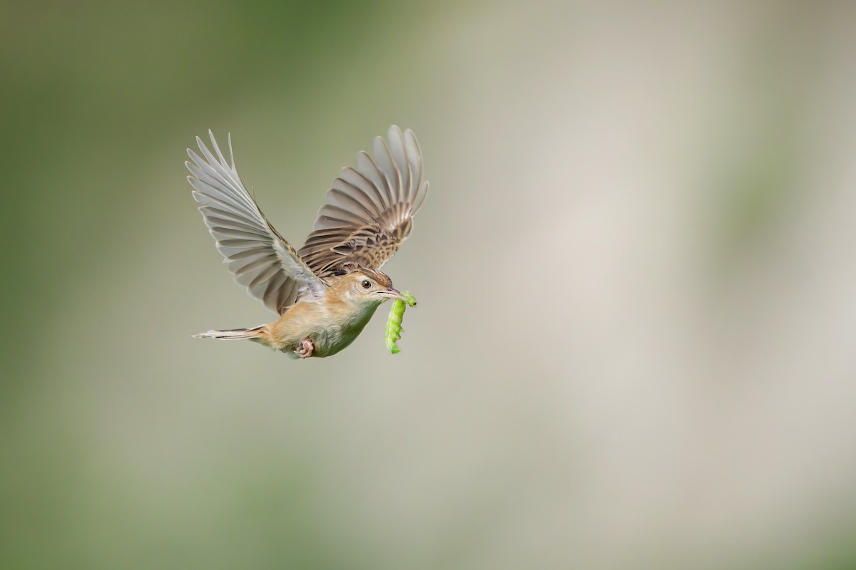 cistovník rákosníkový - ML619128137