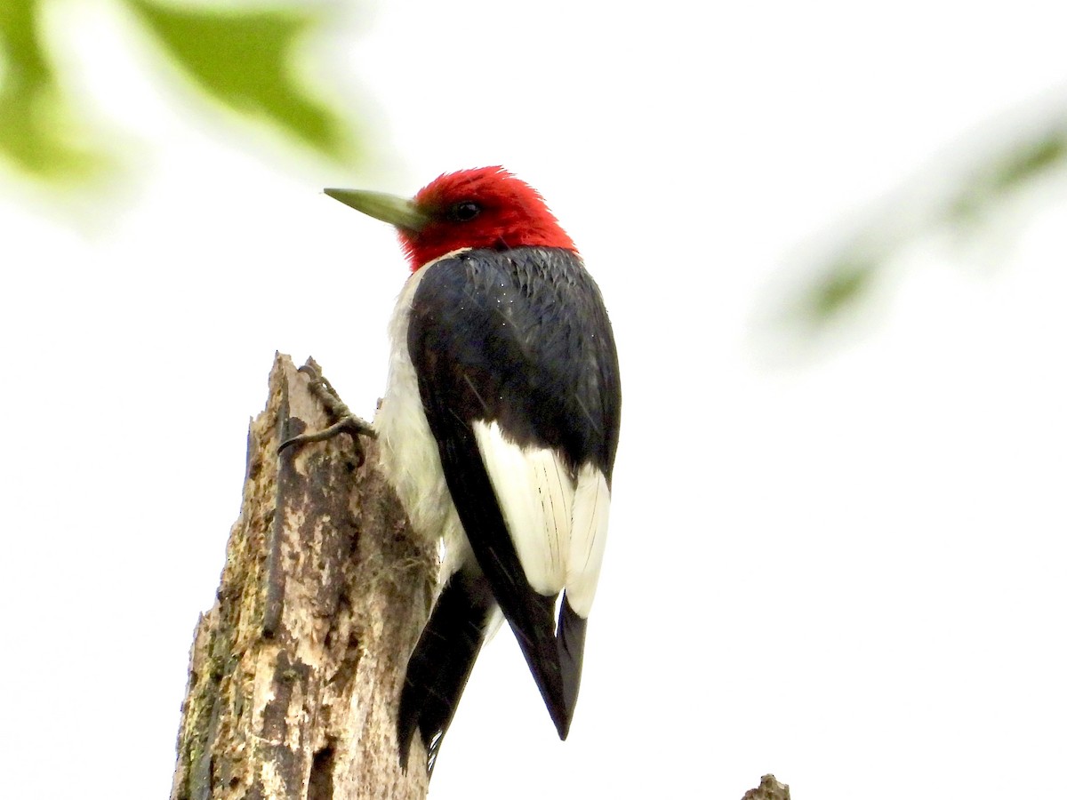 Red-headed Woodpecker - ML619128142