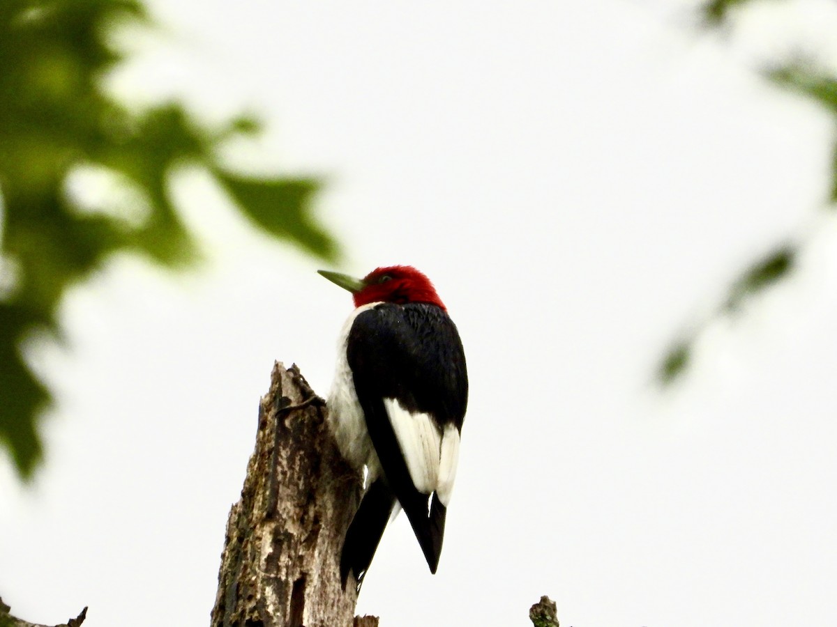 Red-headed Woodpecker - ML619128143