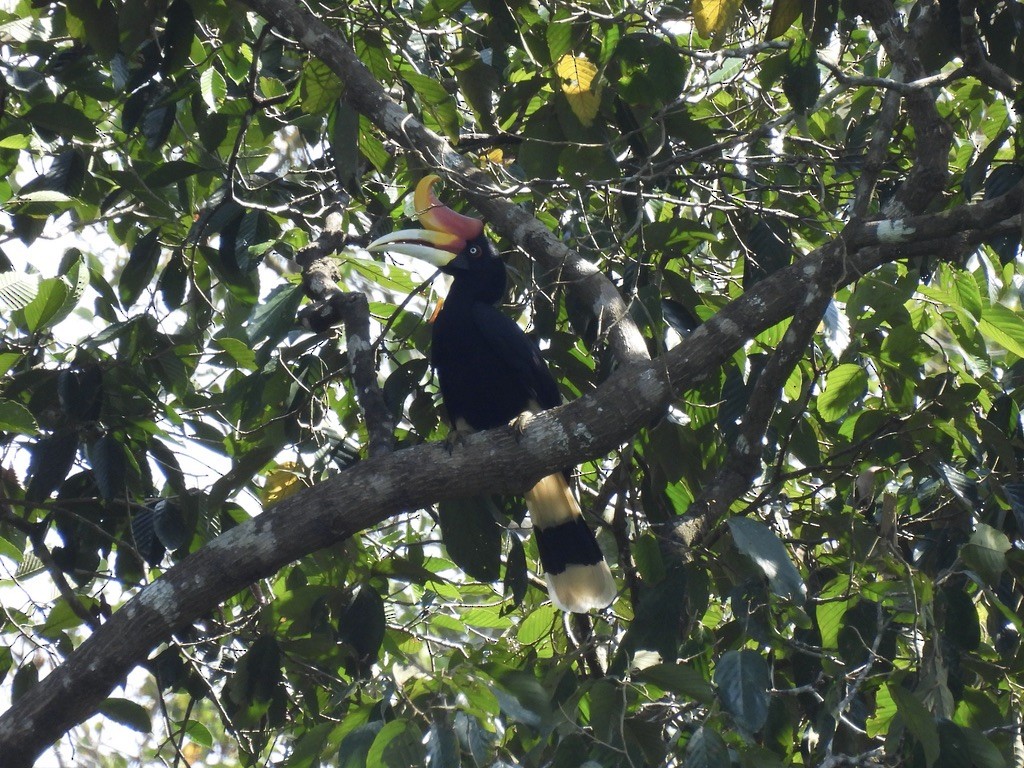 Rhinoceros Hornbill - ML619128155