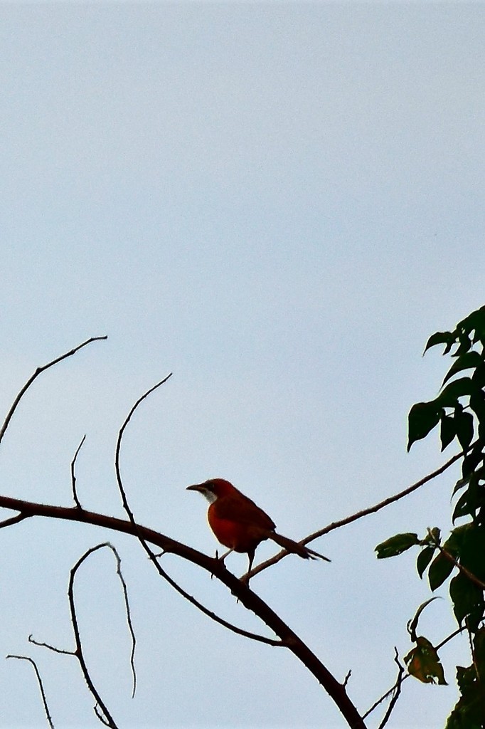 White-throated Babbler - ML619128156