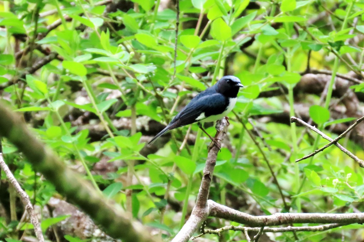 Black-throated Blue Warbler - Peter & Jane Wolfe