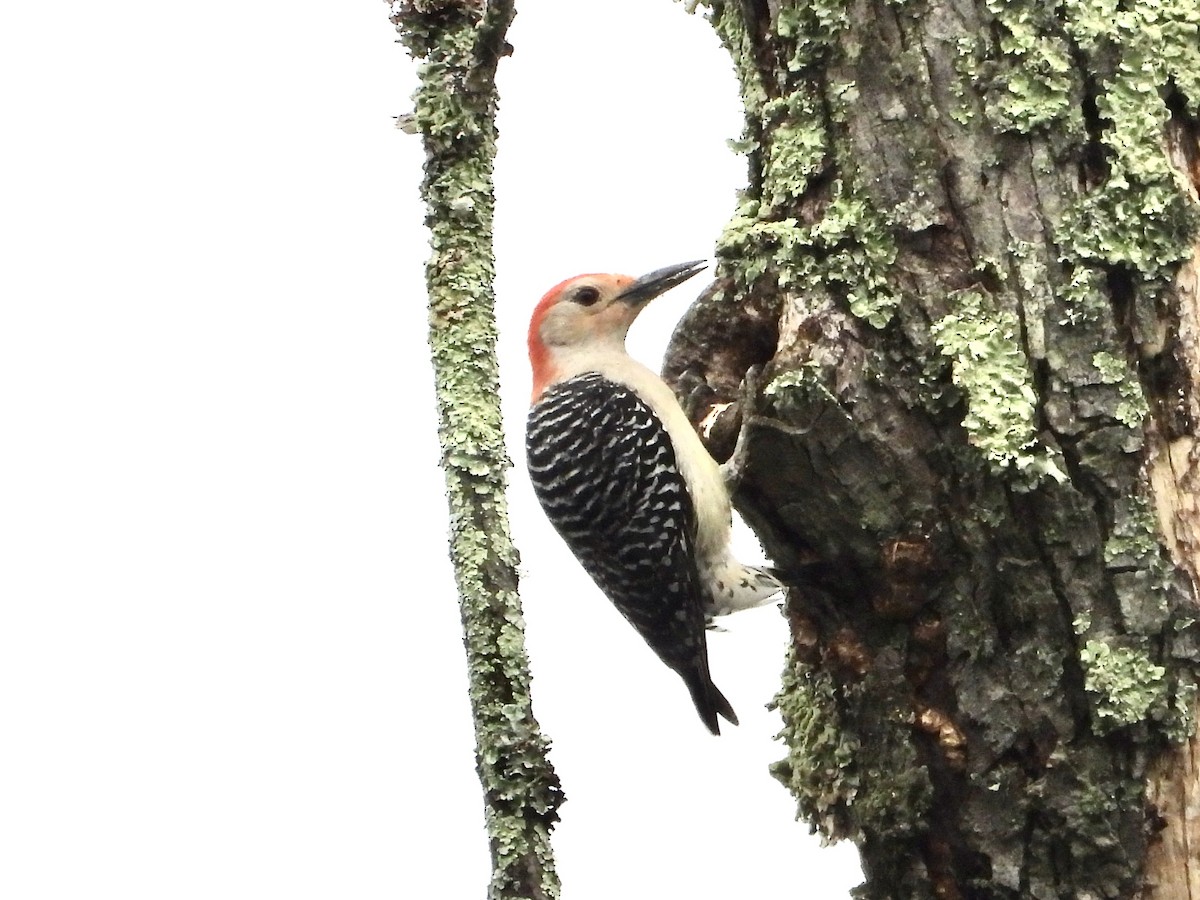 Red-bellied Woodpecker - Robin M