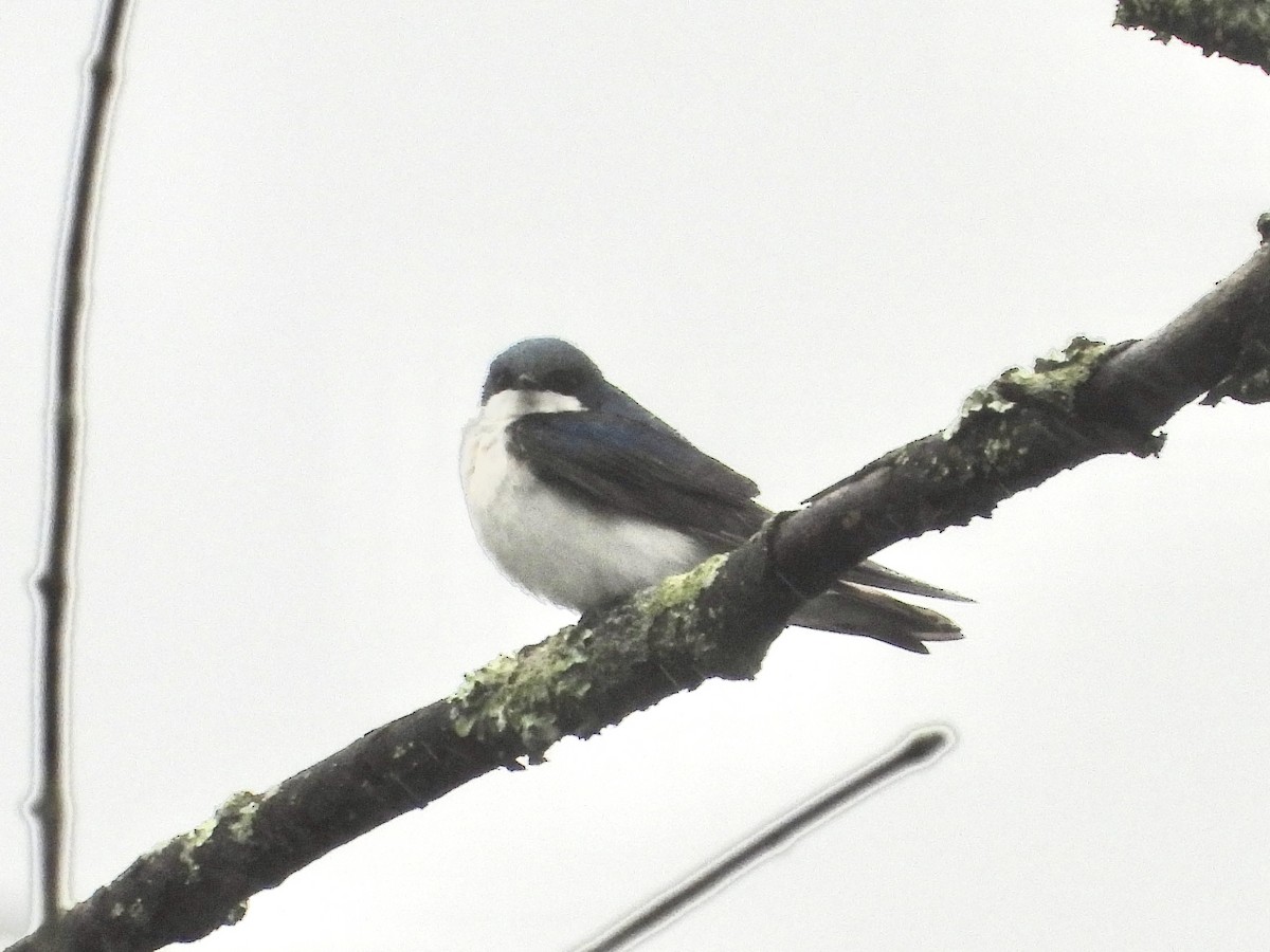 Tree Swallow - Robin M