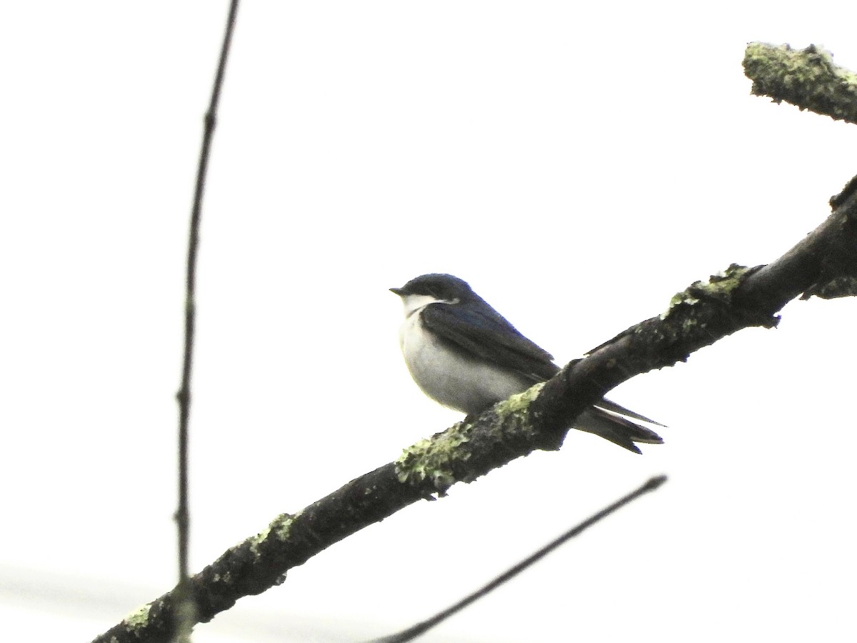 Tree Swallow - Robin M