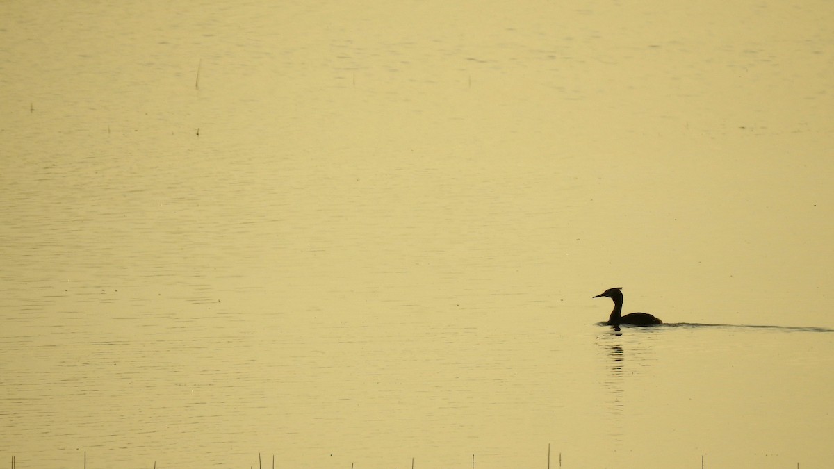 Great Crested Grebe - Ricardo Salgueiro