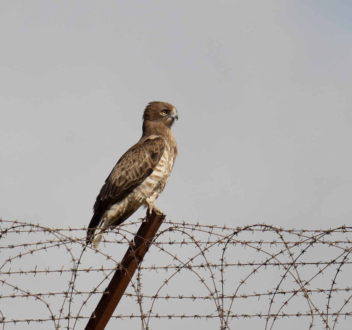 Short-toed Snake-Eagle - ML619128192