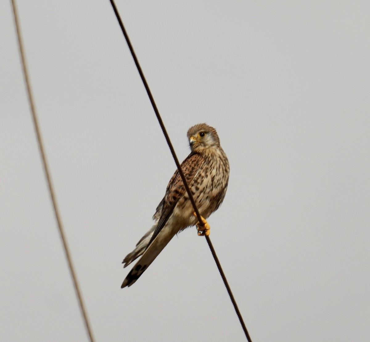 Lesser Kestrel - ML619128193