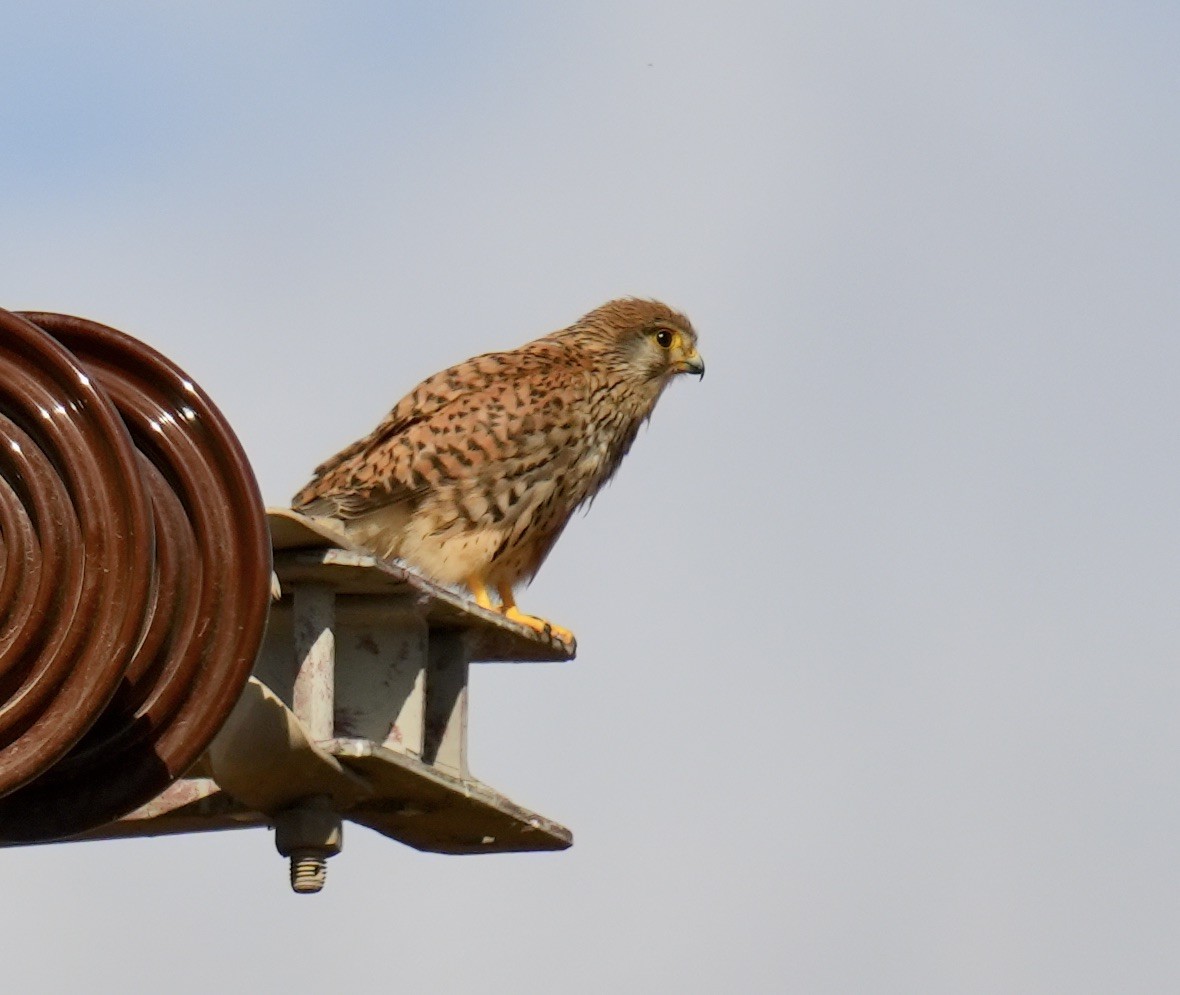 Lesser Kestrel - Phyllis Weintraub