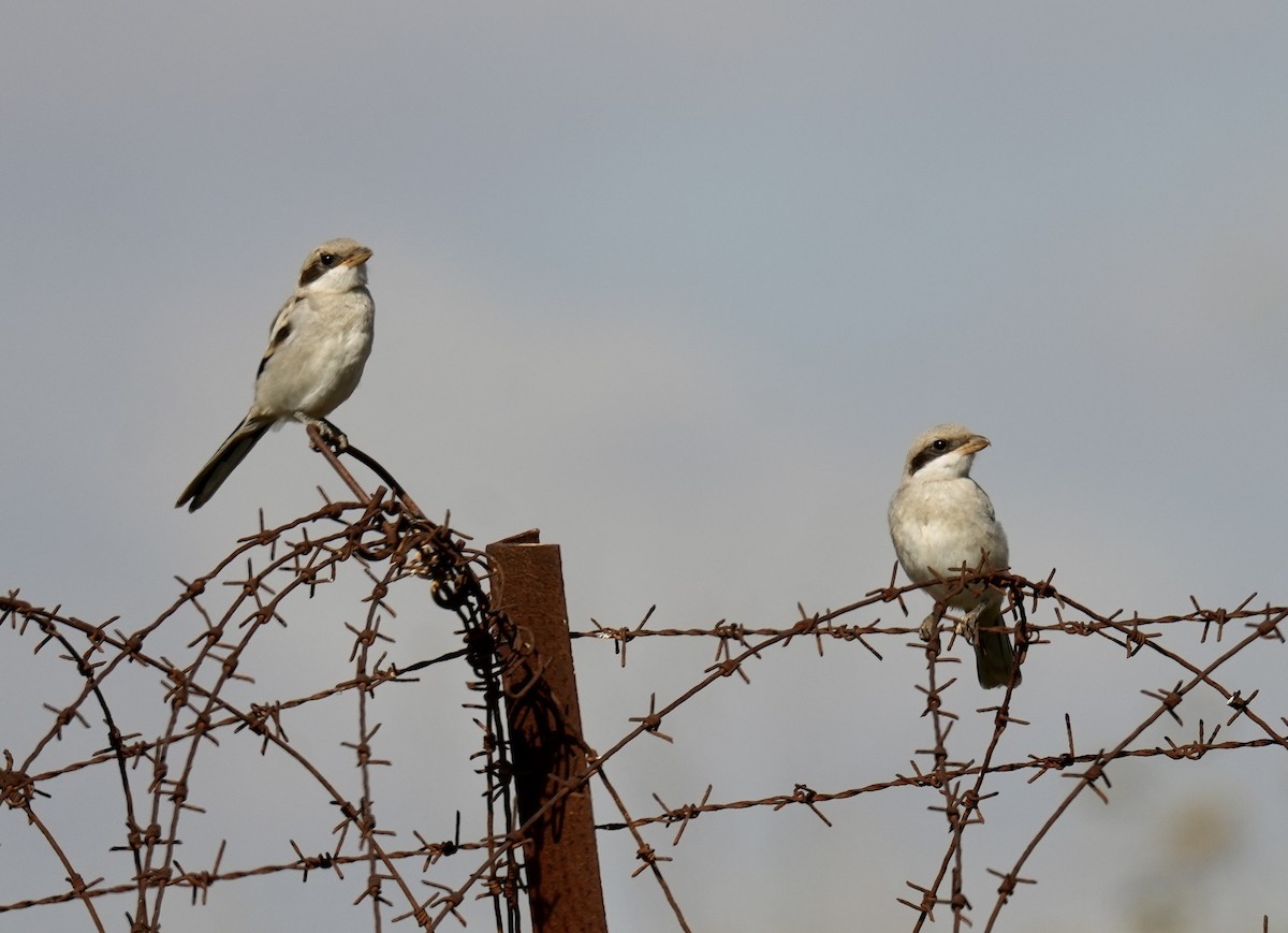 Great Gray Shrike - ML619128195