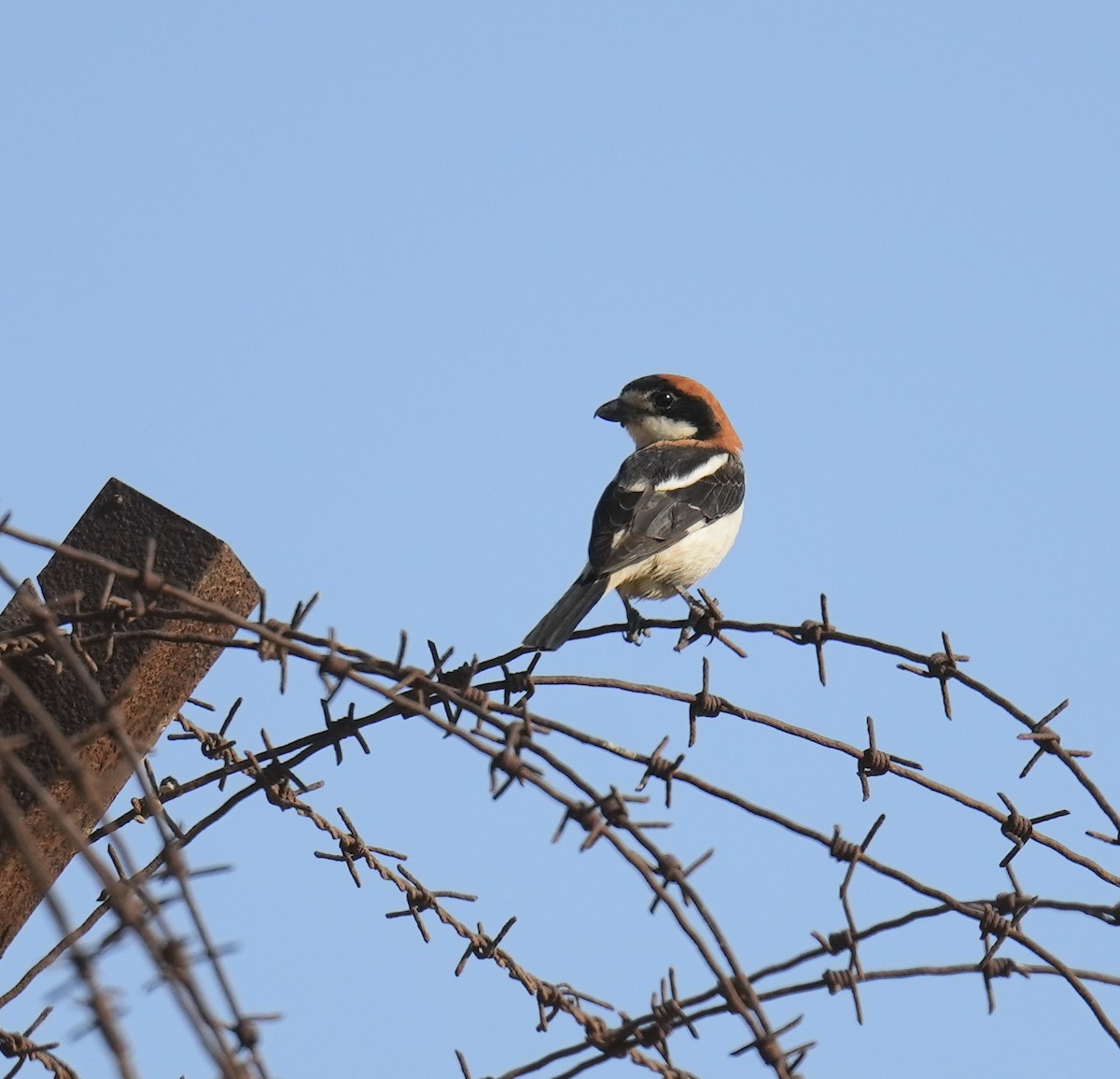 Woodchat Shrike - Phyllis Weintraub