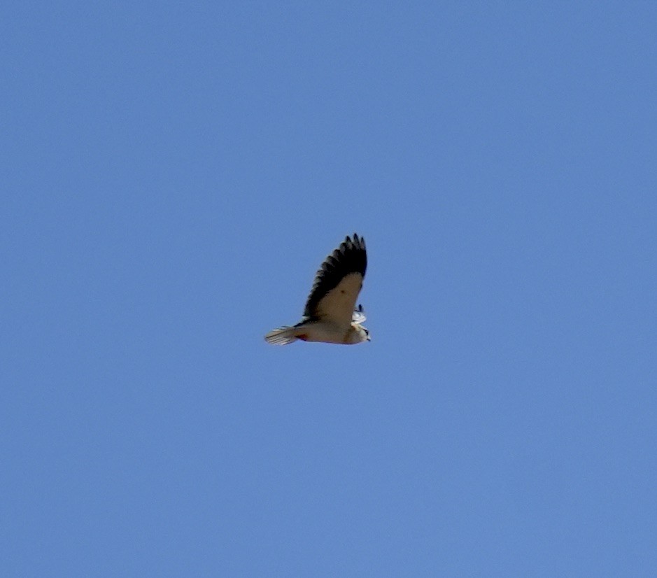 Black-winged Kite - Phyllis Weintraub