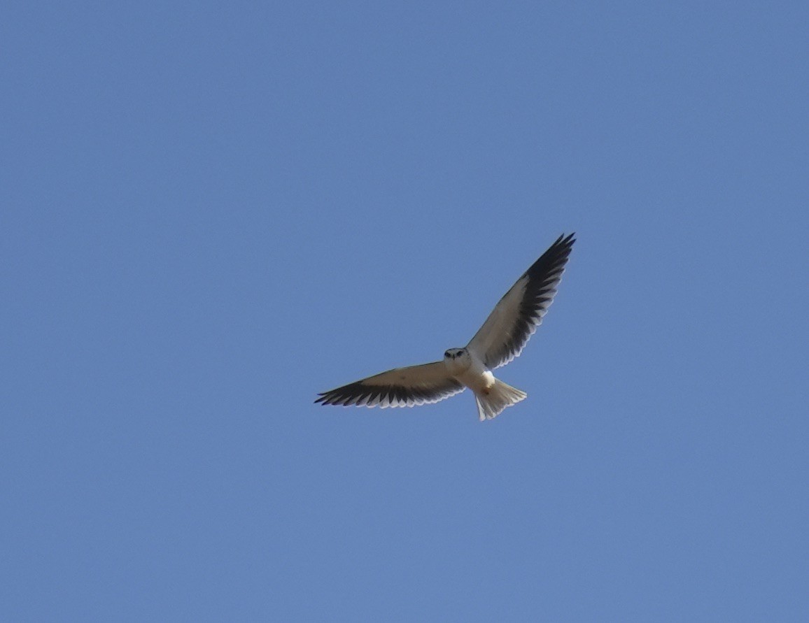 Black-winged Kite - ML619128204