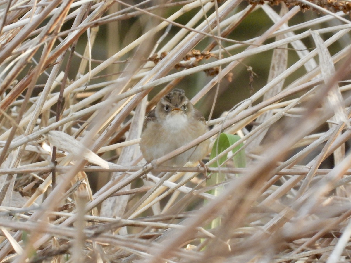 Sedge Wren - Peter L