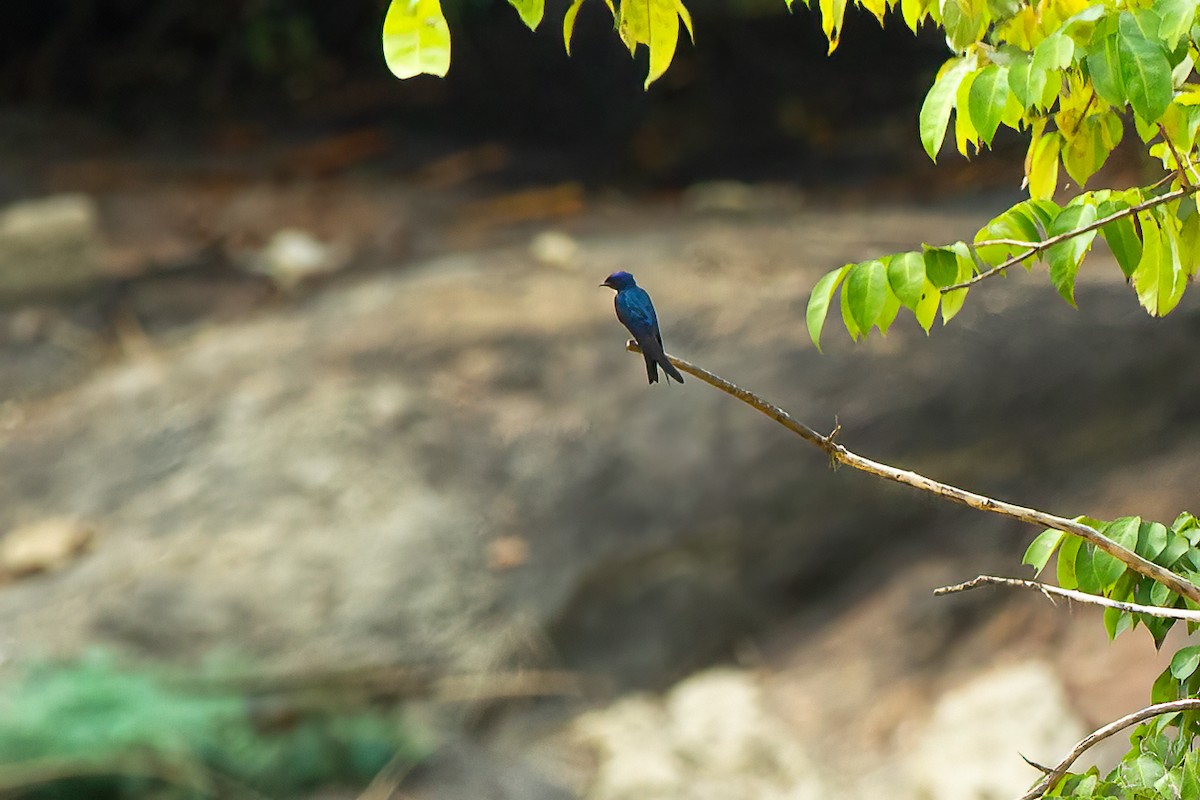 White-throated Blue Swallow - ML619128218