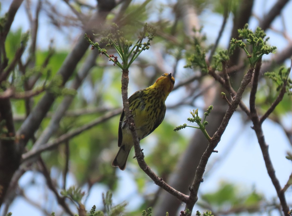 Cape May Warbler - Michal Bardecki