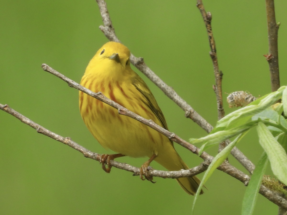 Yellow Warbler - Mary Russ