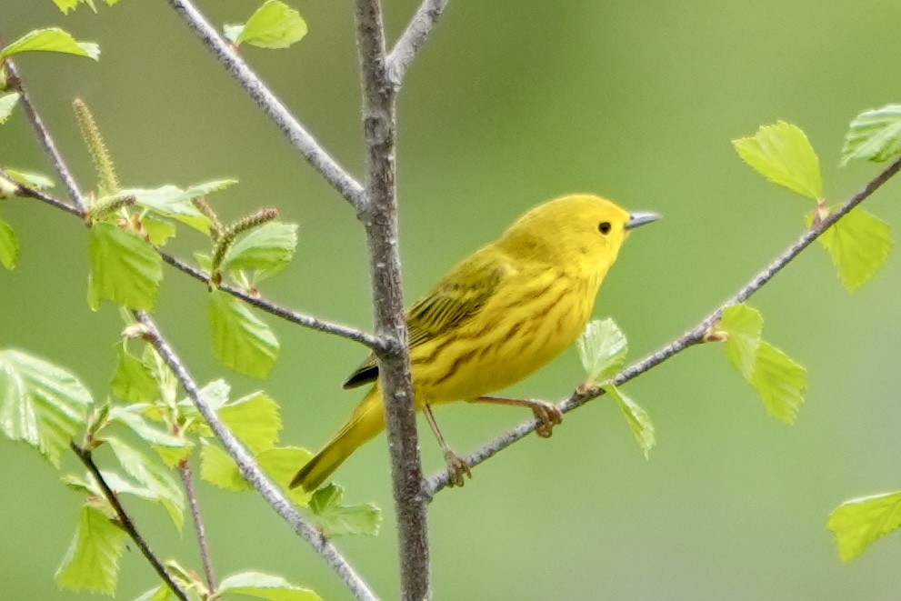 Yellow Warbler - Kevin Waggoner