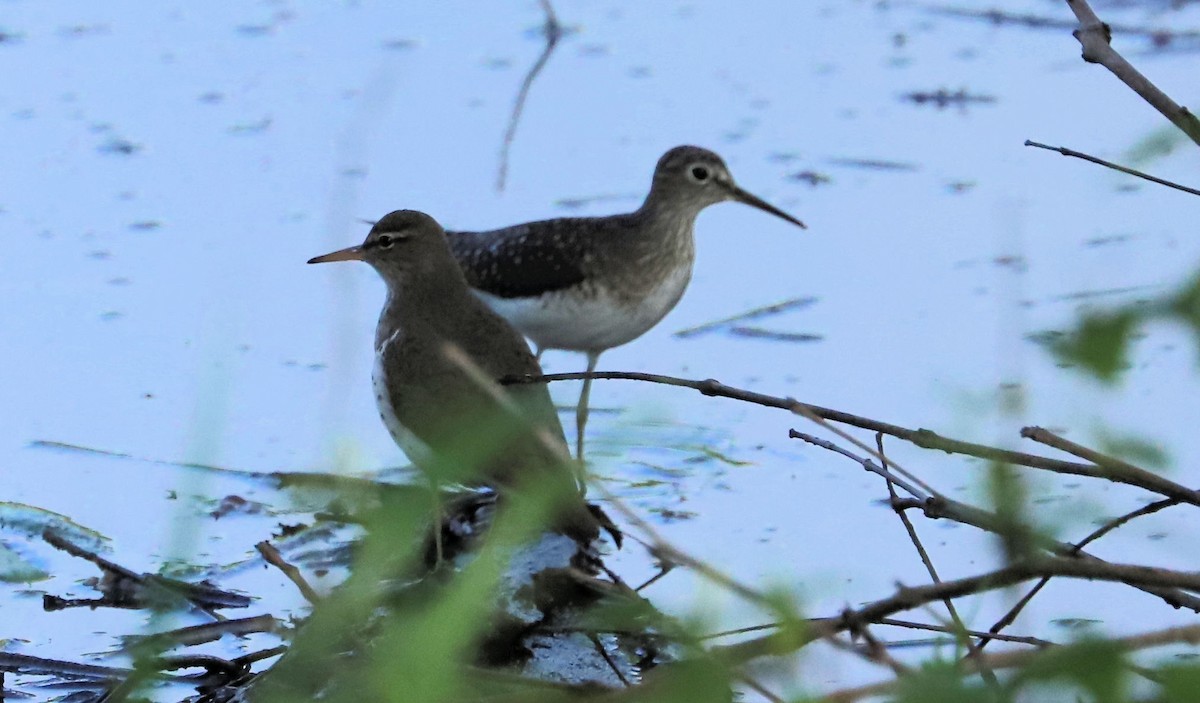 Solitary Sandpiper - DICK GRUBB