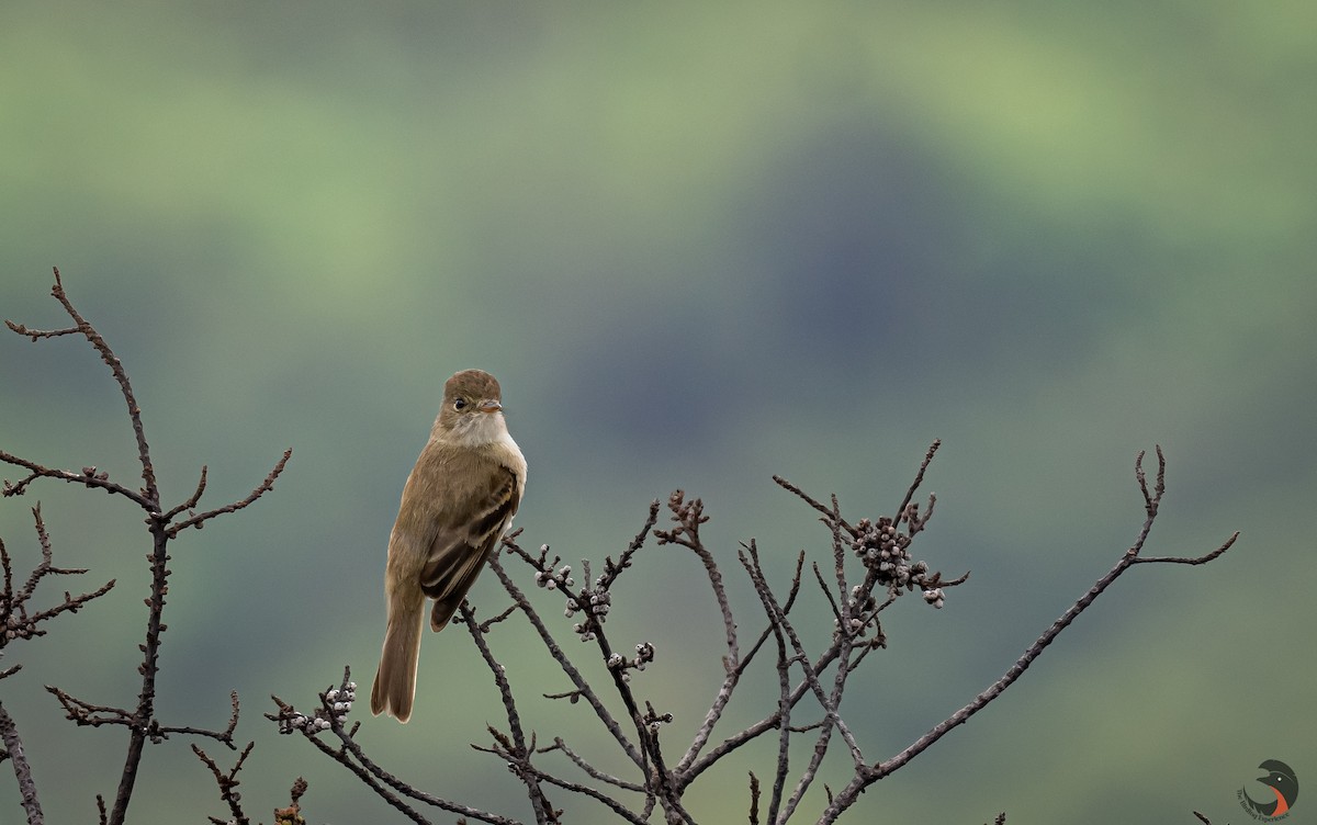 White-throated Flycatcher - David Rodríguez Arias