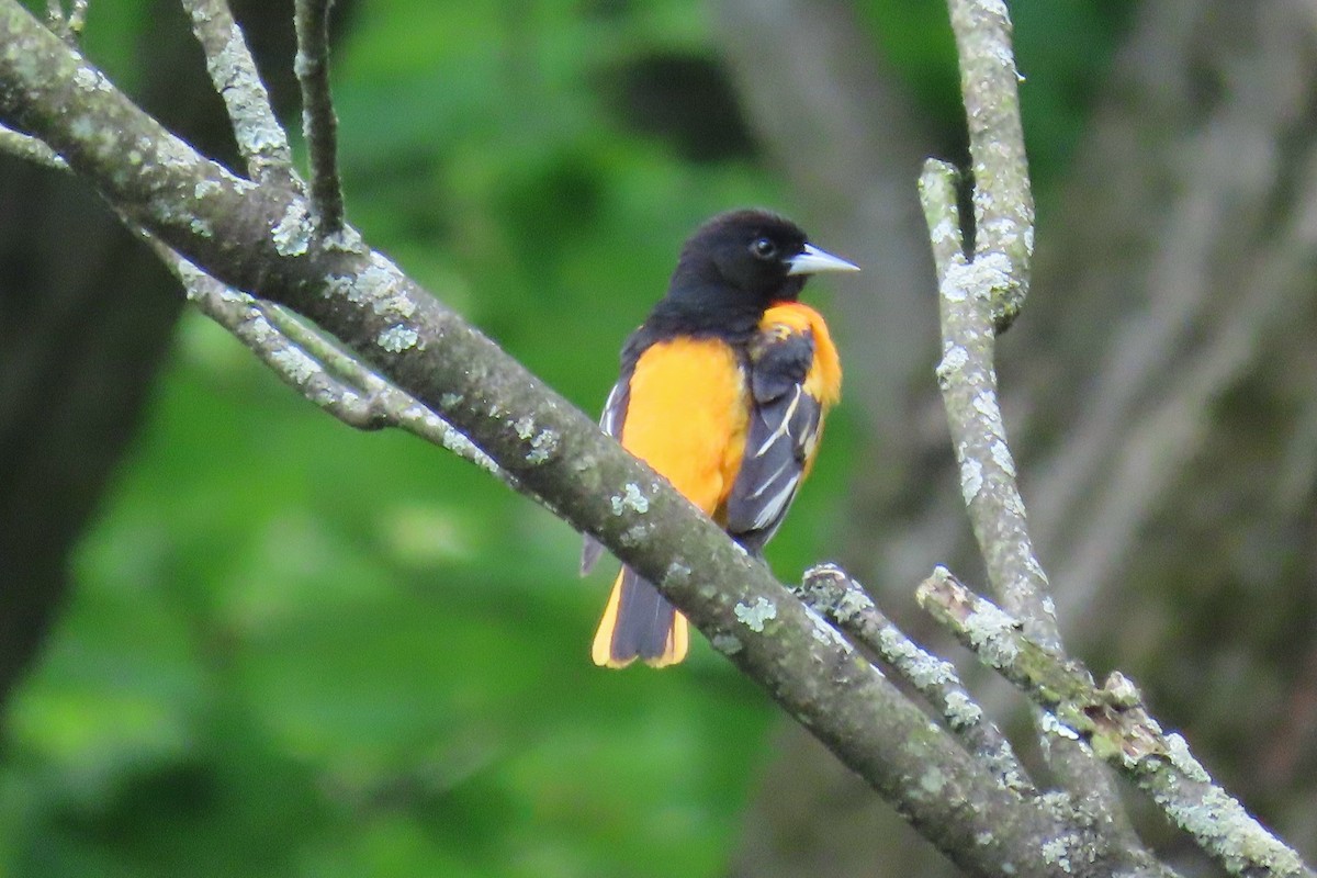 Baltimore Oriole - Peter & Jane Wolfe