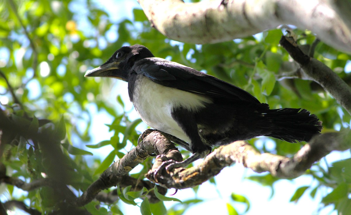 Eurasian Magpie - Miska Nyul