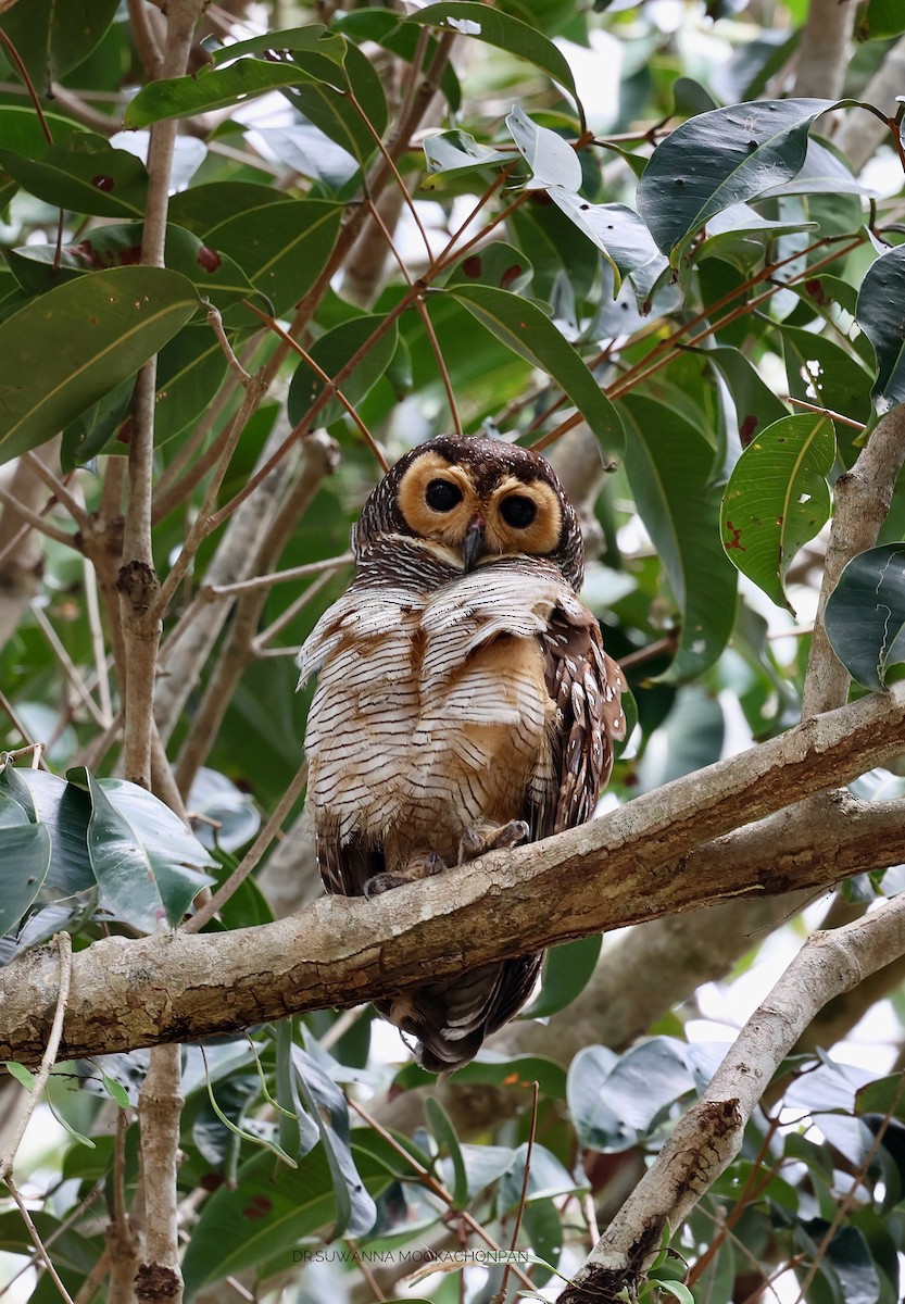 Spotted Wood-Owl - suwanna mookachonpan