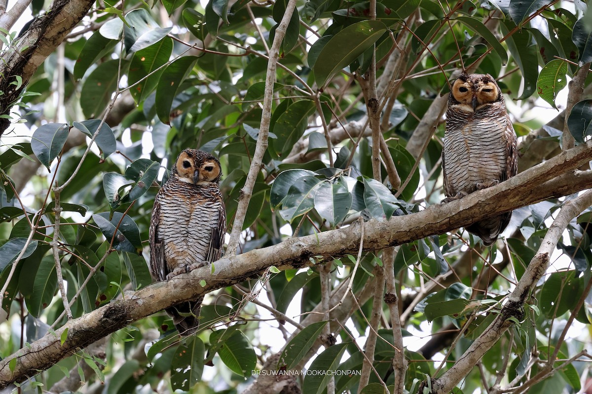 Spotted Wood-Owl - suwanna mookachonpan
