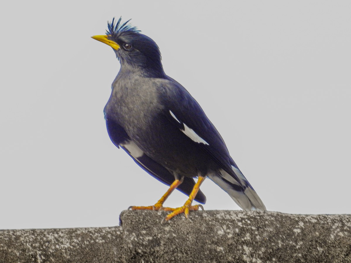 Great Myna - ML619128334