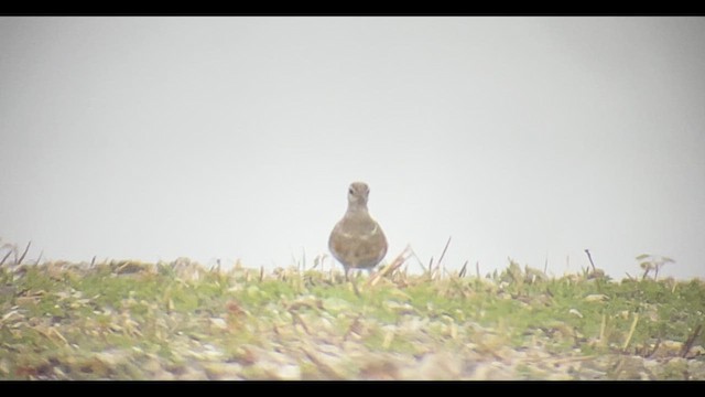 Eurasian Dotterel - ML619128375