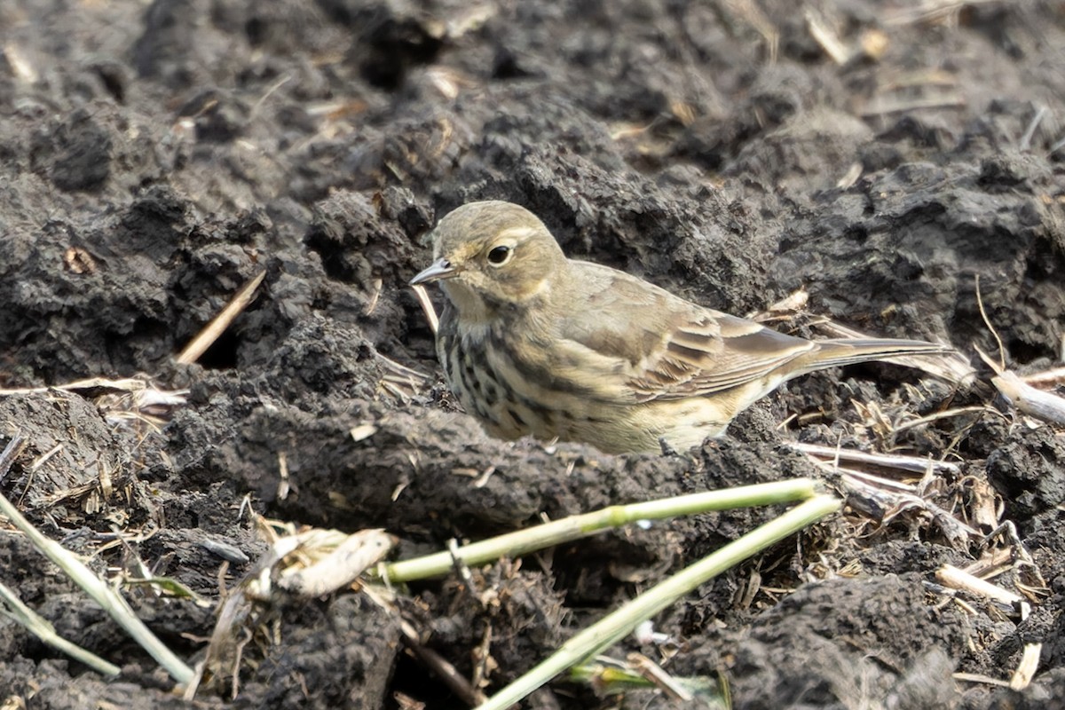 American Pipit - Kyle Blaney