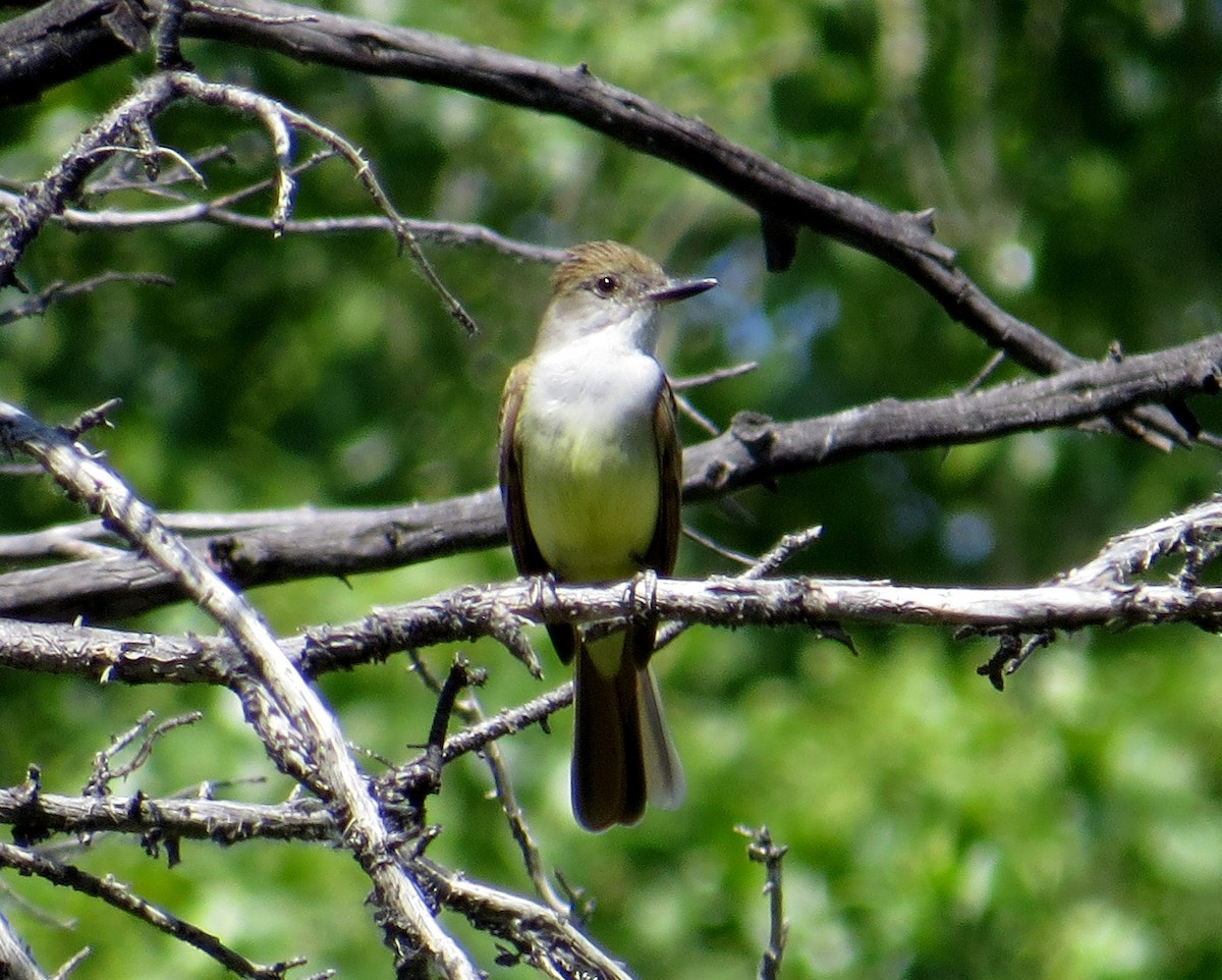 Brown-crested Flycatcher - Pam Campbell