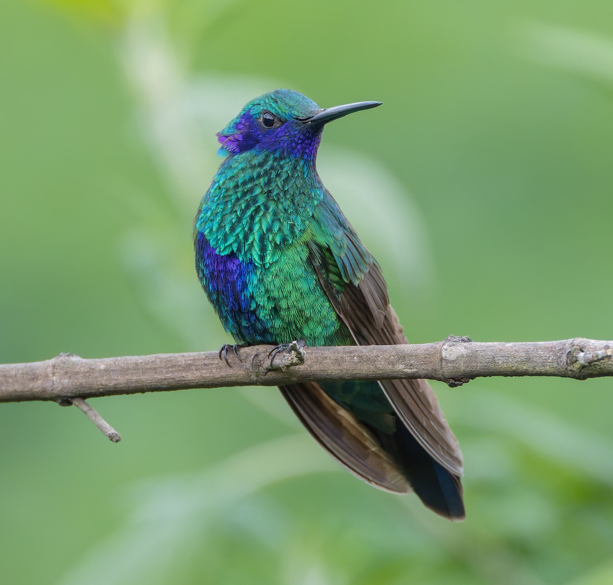 kolibřík modrolící - ML619128426