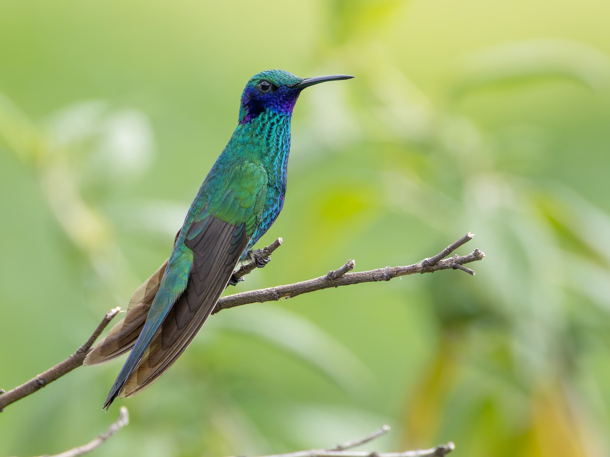 kolibřík modrolící - ML619128429
