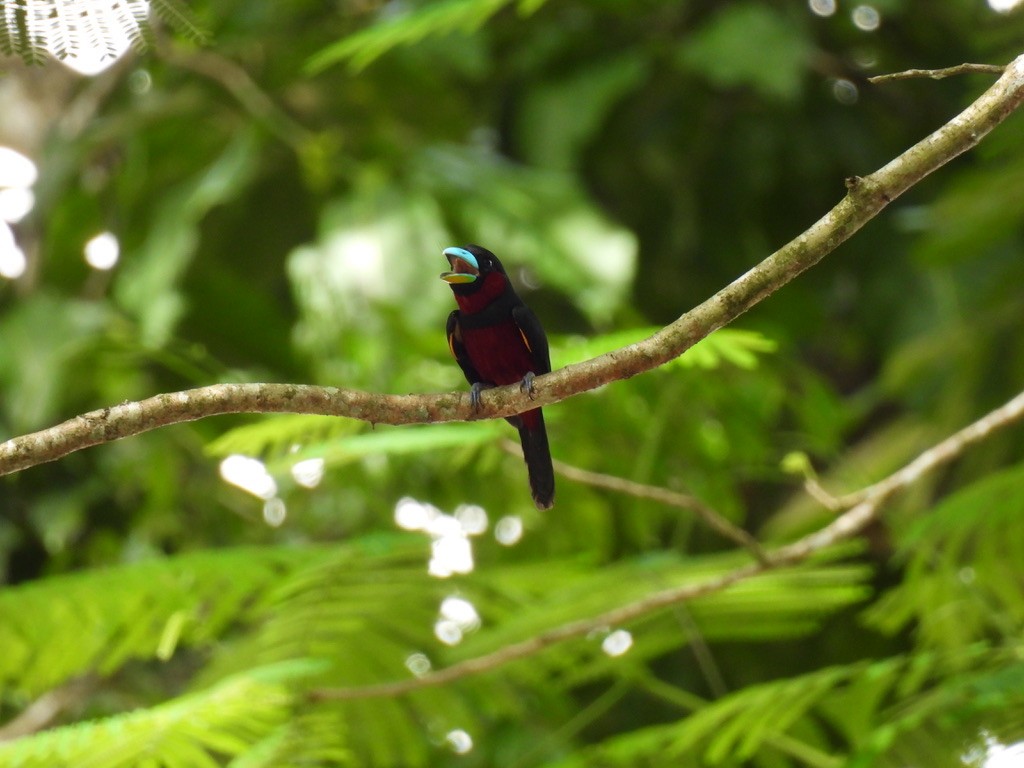 Black-and-red Broadbill - ML619128439