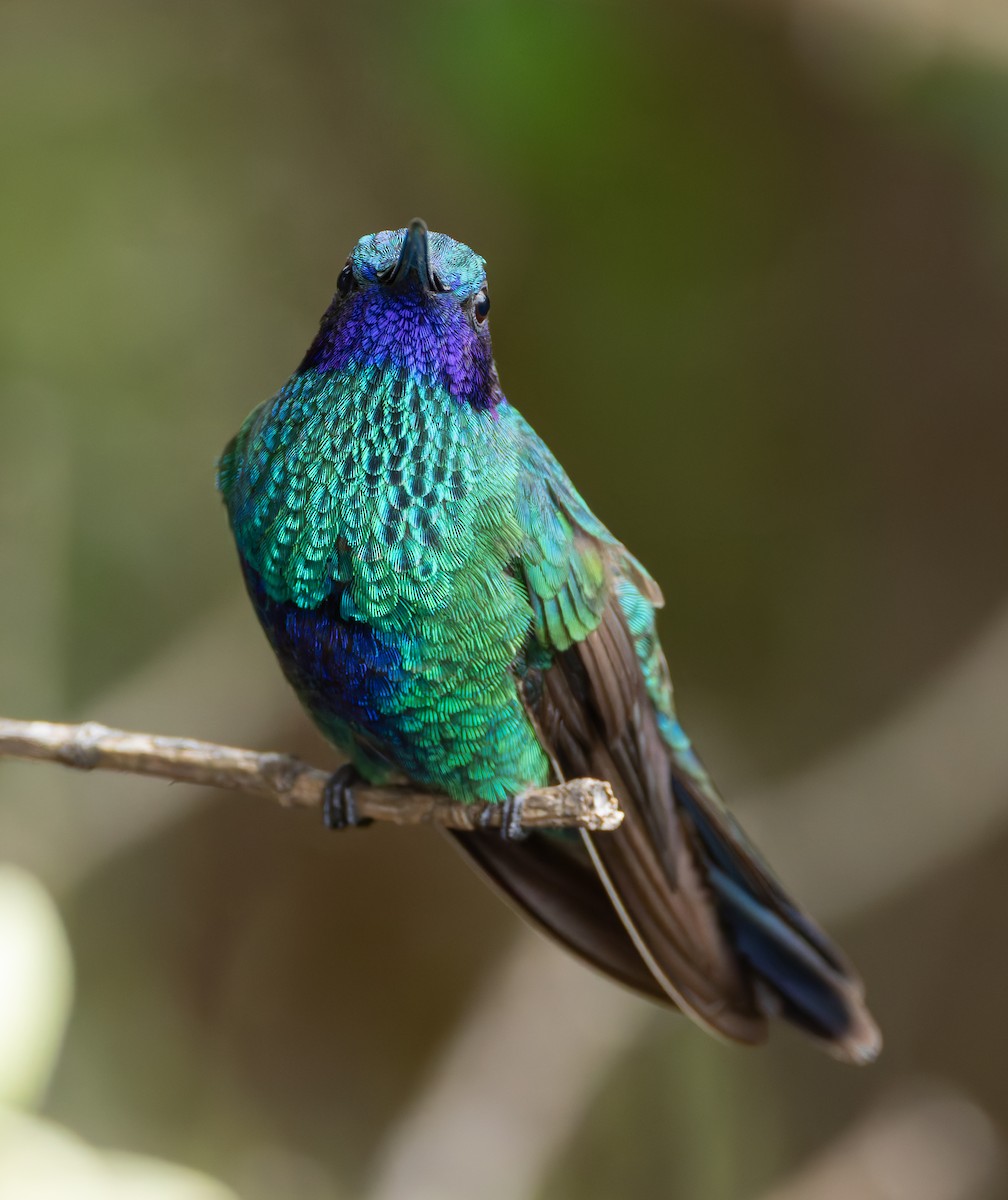 Sparkling Violetear - Joe Aliperti