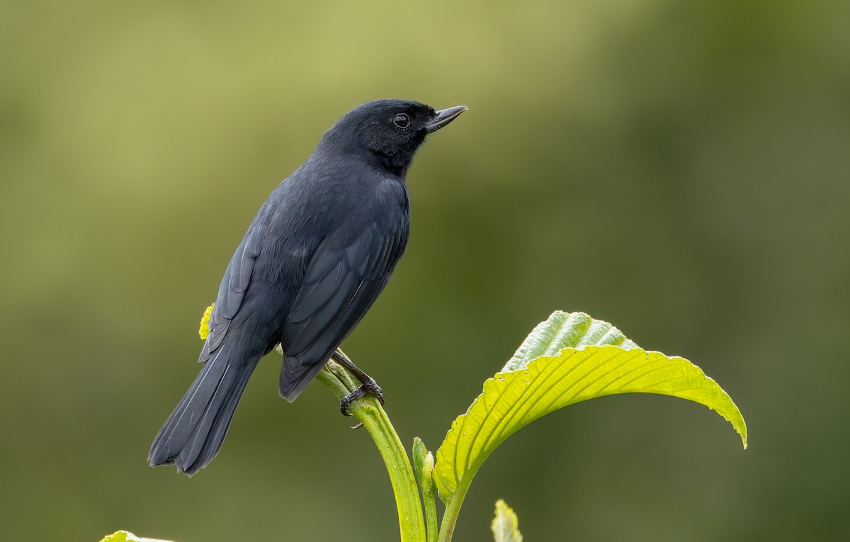 Black Flowerpiercer - Joe Aliperti