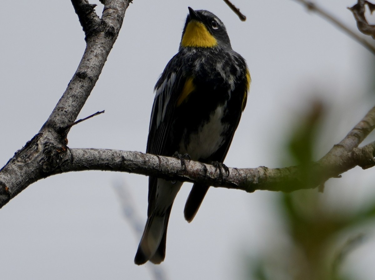 Yellow-rumped Warbler (Audubon's) - Kevin Waggoner