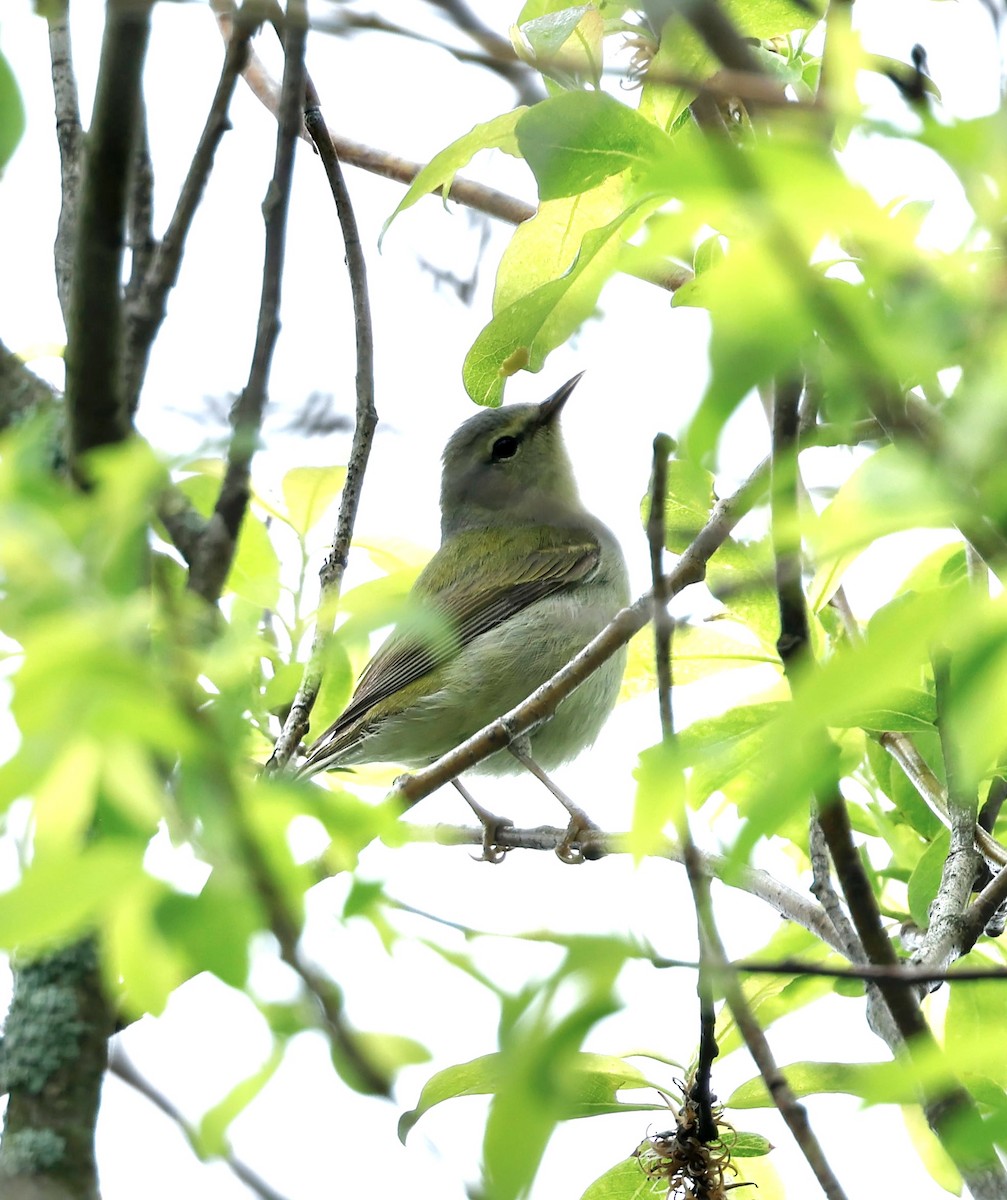 Tennessee Warbler - ML619128505