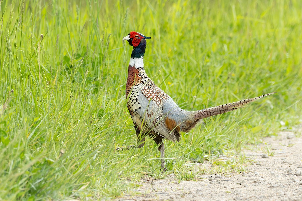 Ring-necked Pheasant - Kyle Blaney