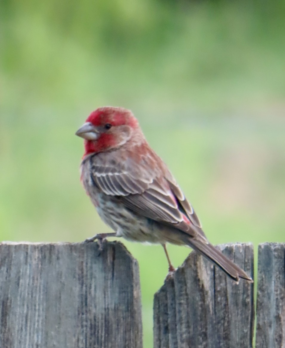 House Finch - Holly Key