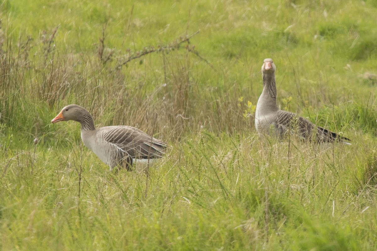 Graylag Goose - ML619128528