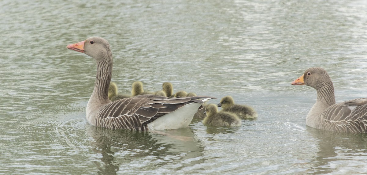 Graylag Goose - ML619128529