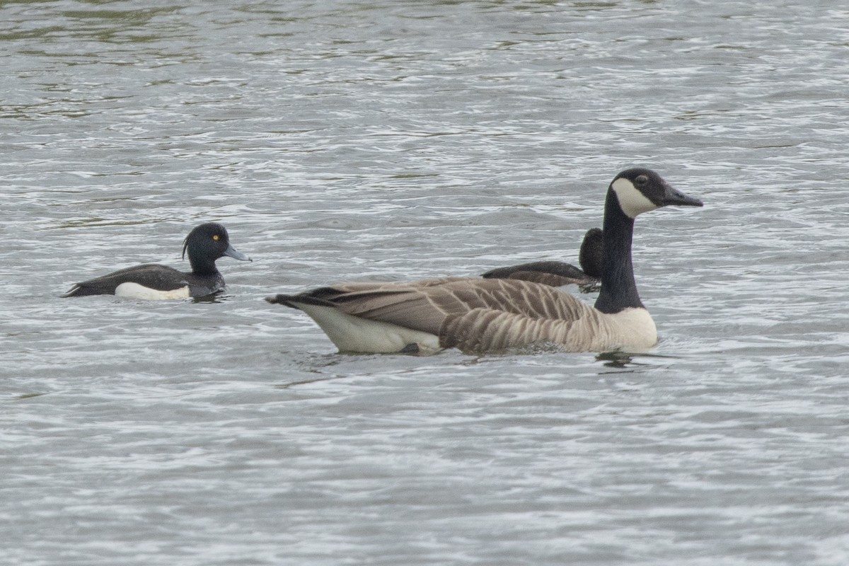 Canada Goose - ML619128534