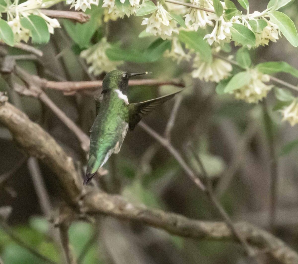 Ruby-throated Hummingbird - ML619128538